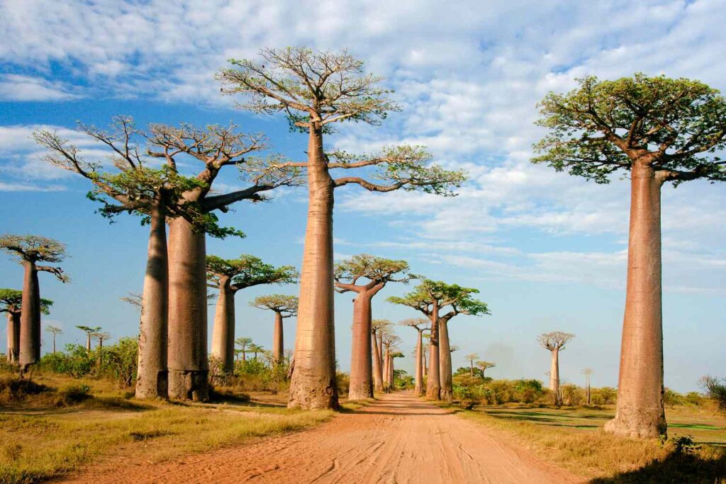 8 Best Places to Visit in Madagascar in June 2024 - nazret.com